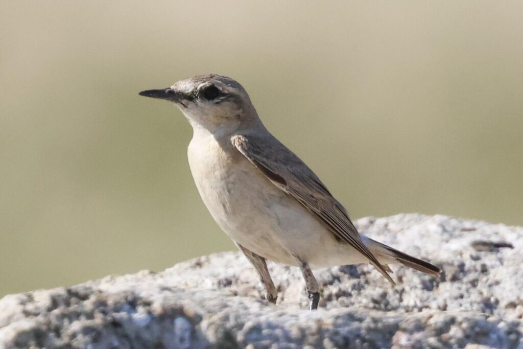 Isabelline Wheatear