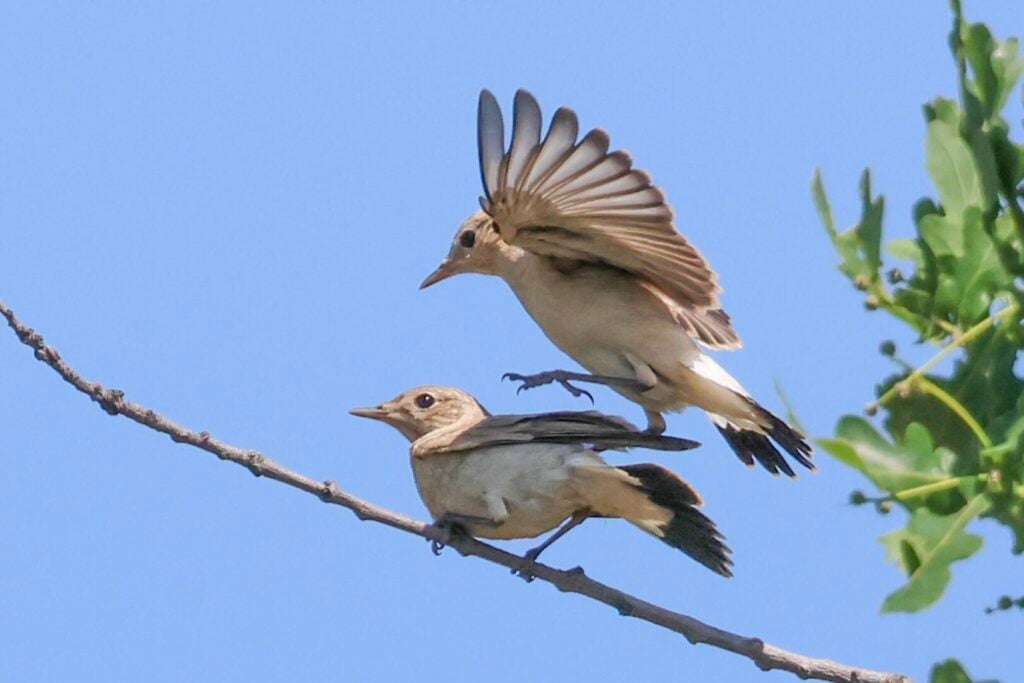 Isabelline Wheatears