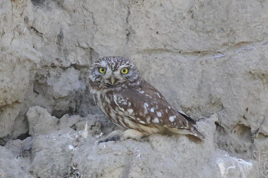Little Owl