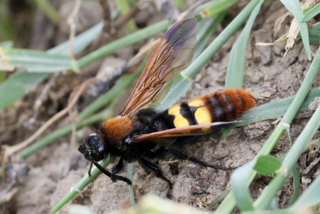 Mammoth Wasp