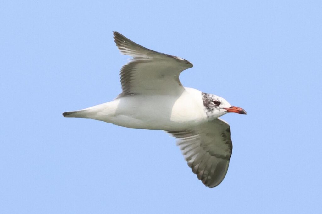 Mediterranean Gull