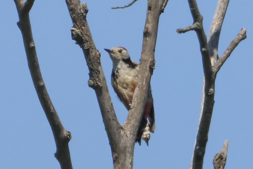 Middle Spotted Woodpecker