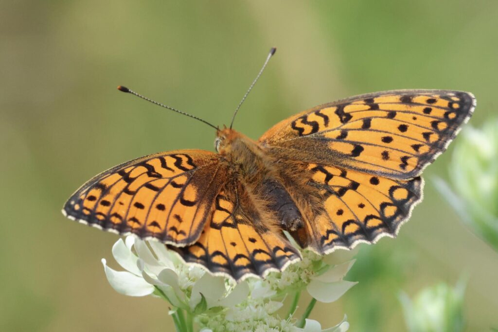 Niobe Fritillary