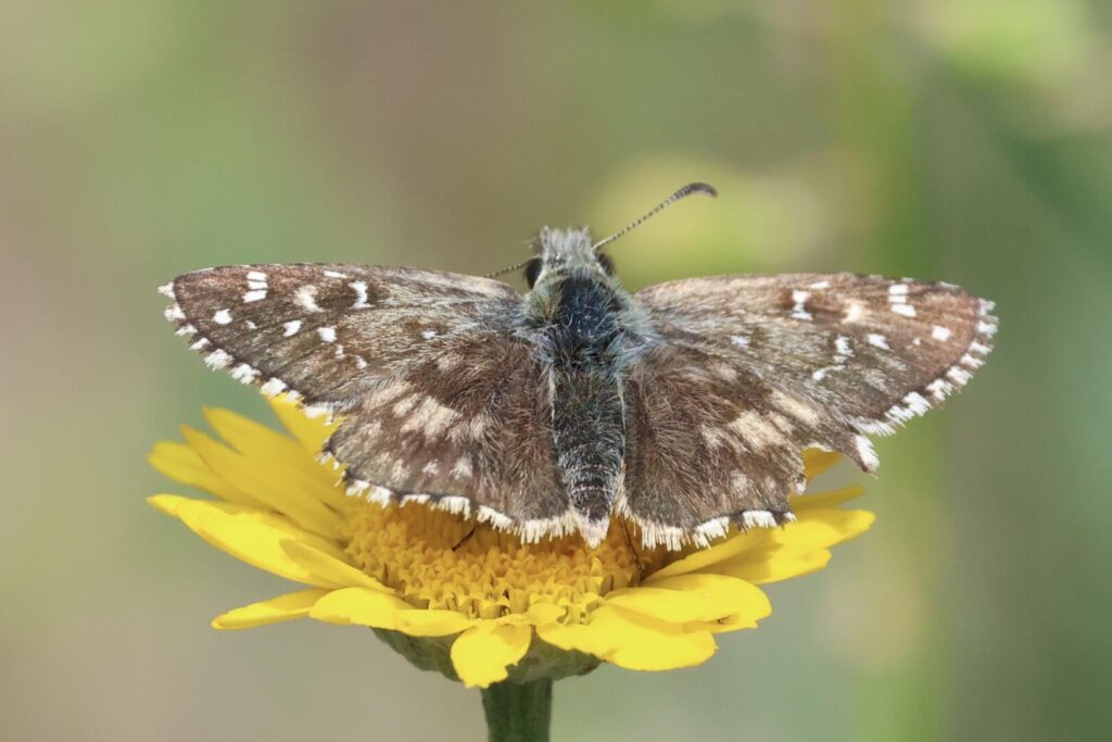 Oberthür’s Grizzled Skipper