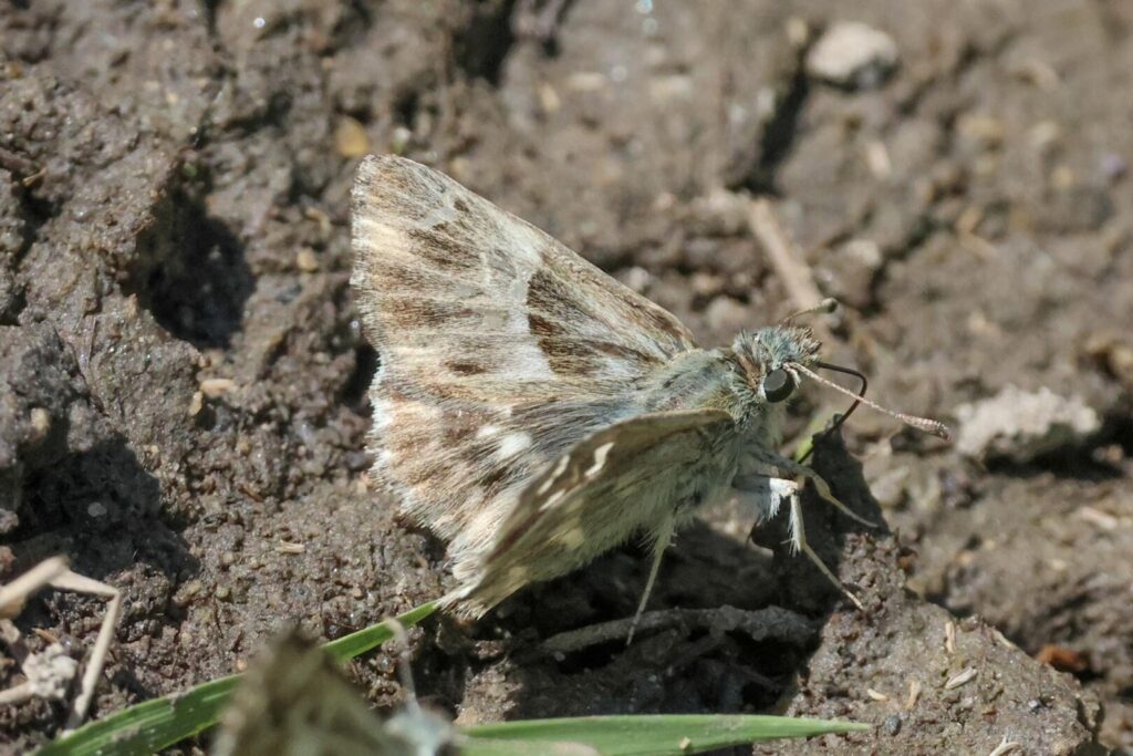 Oriental Marbled Skipper