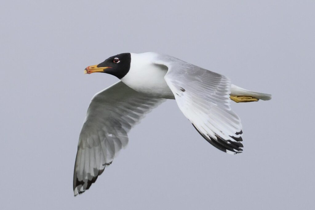 Pallas's Gull