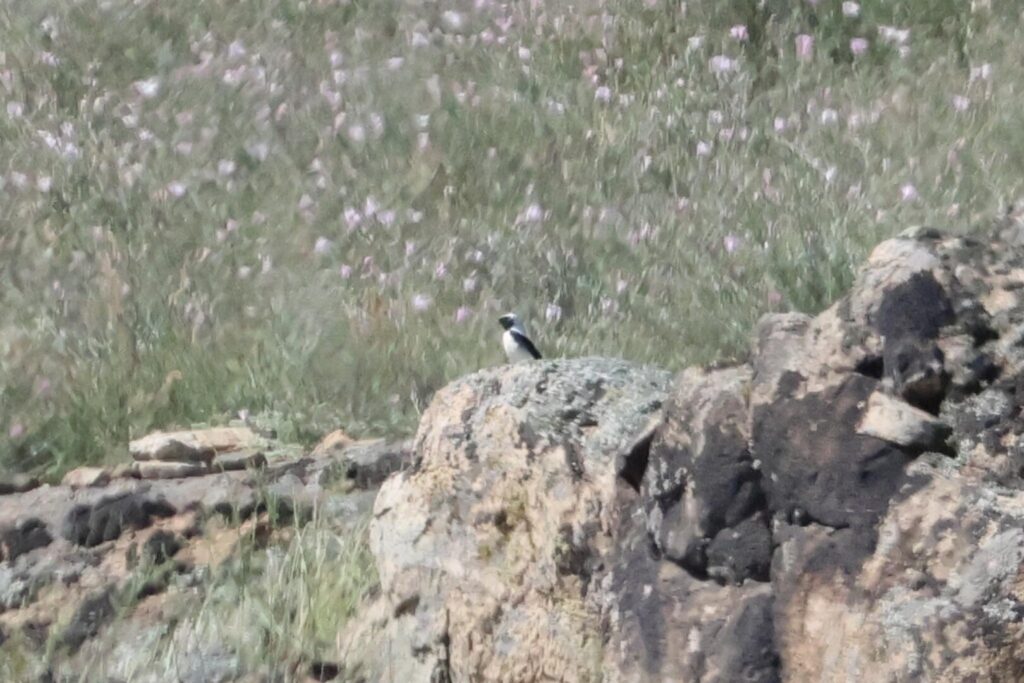 Pied Wheatear