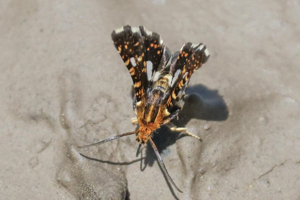 Pygmy Thyris fenestrella