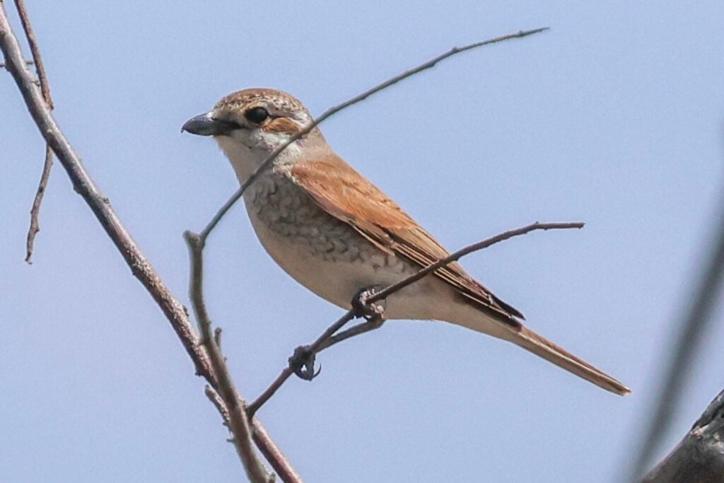 Red-backed Shrike