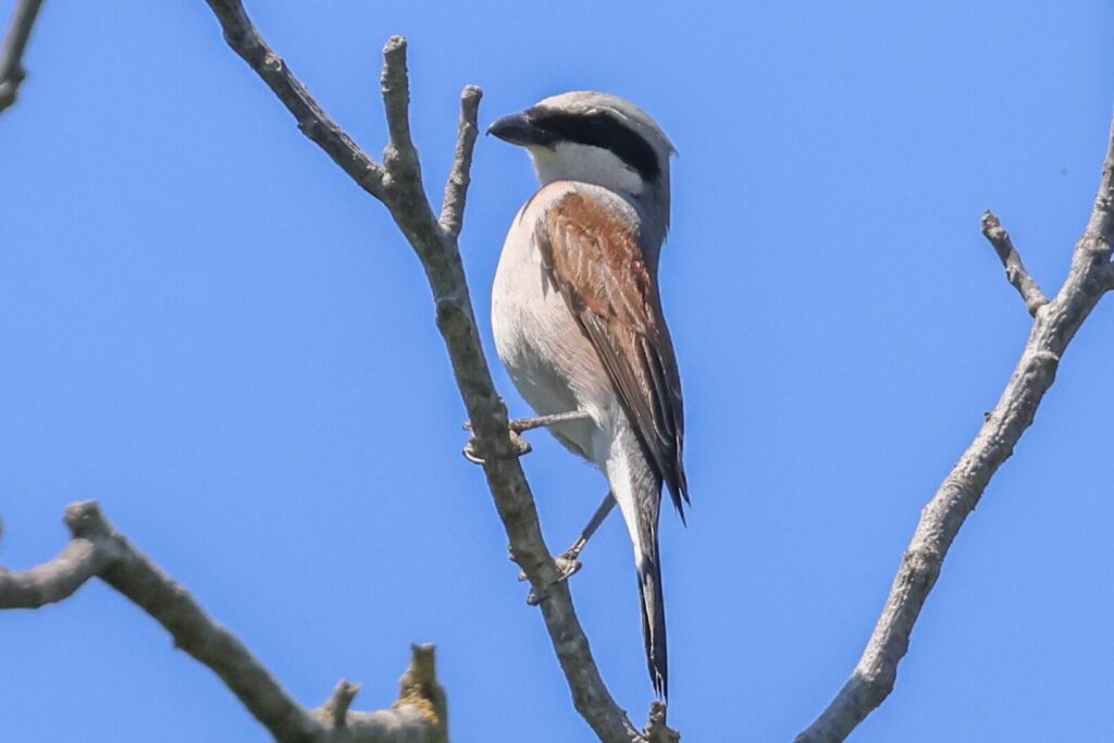 Red-backed Shrike