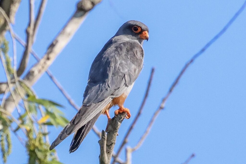 Red-footed Falcon
