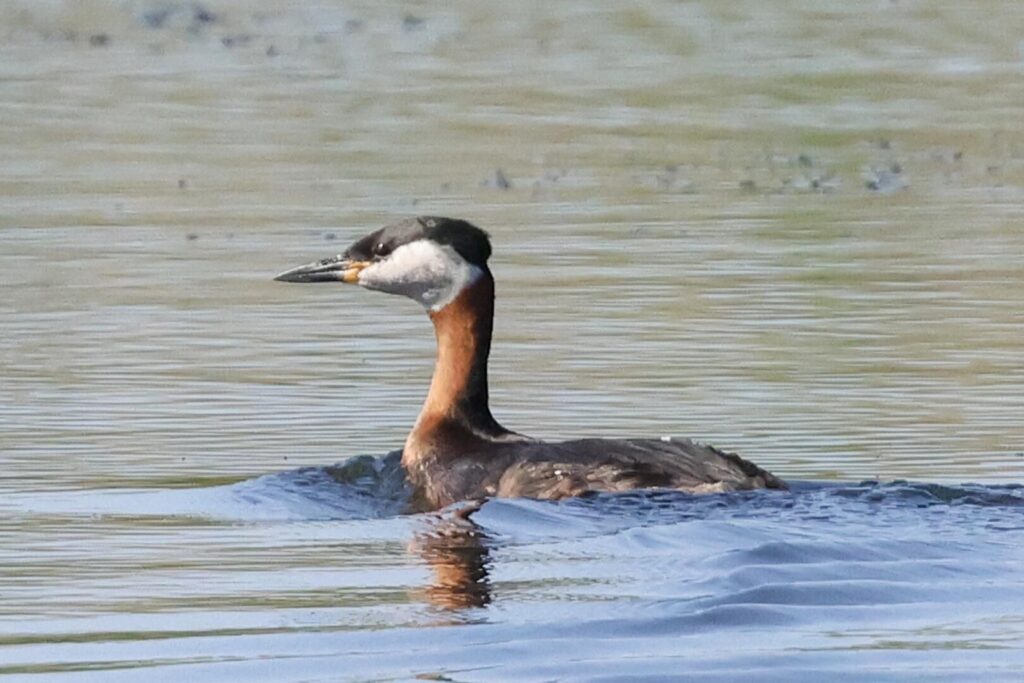 Red-necked Grebe