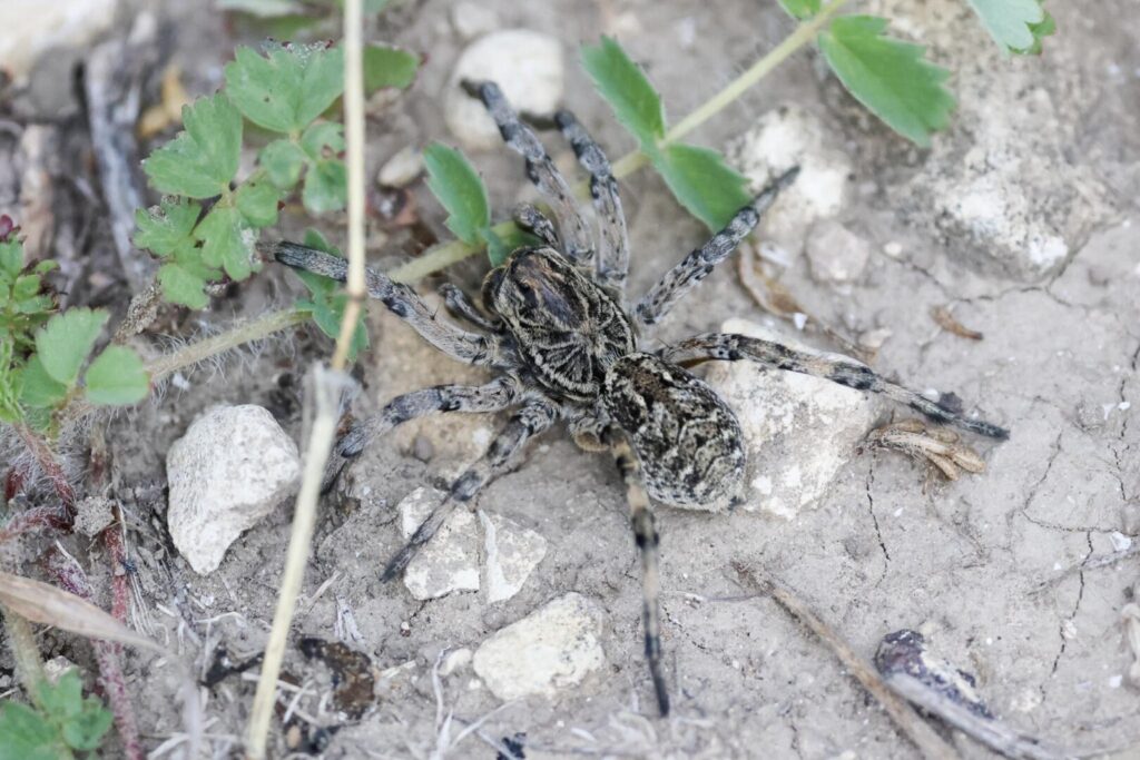 Romanian Tarantula