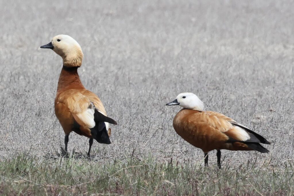 Ruddy Shelducks