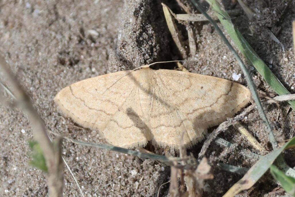 Scopula ochraceata