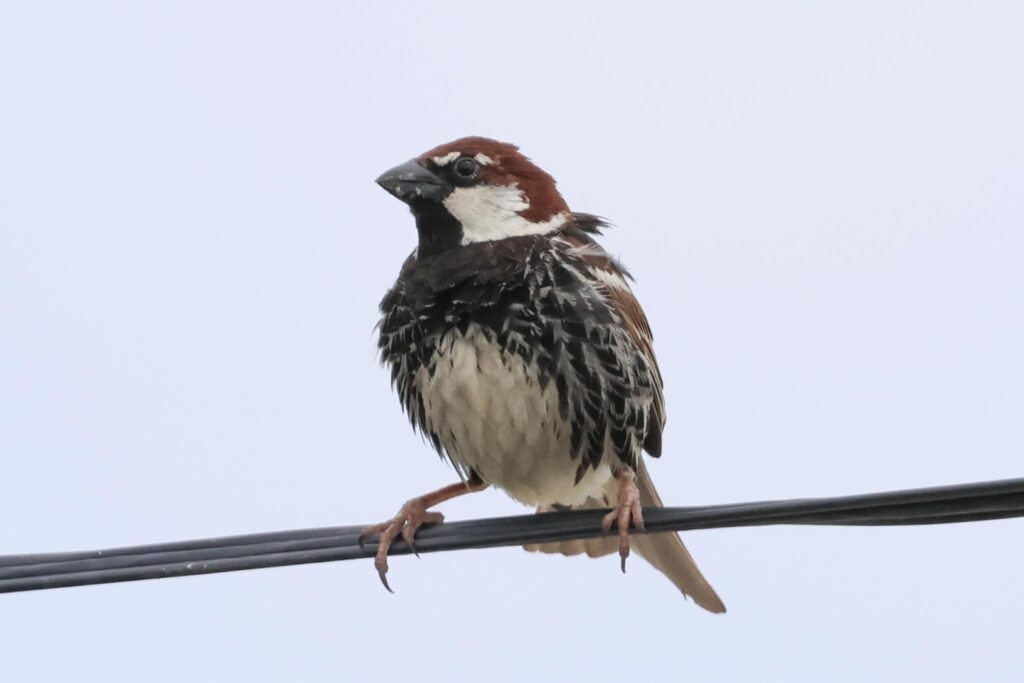 Spanish Sparrow