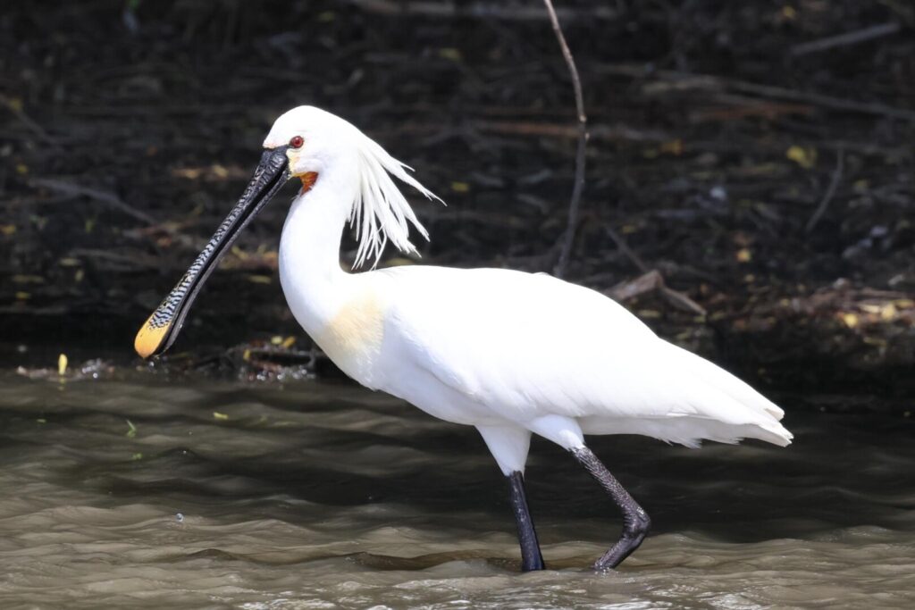Spoonbill