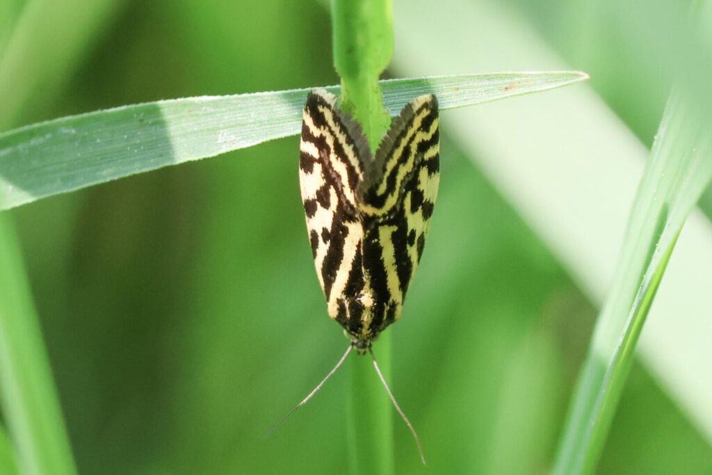 Spotted Sulphur