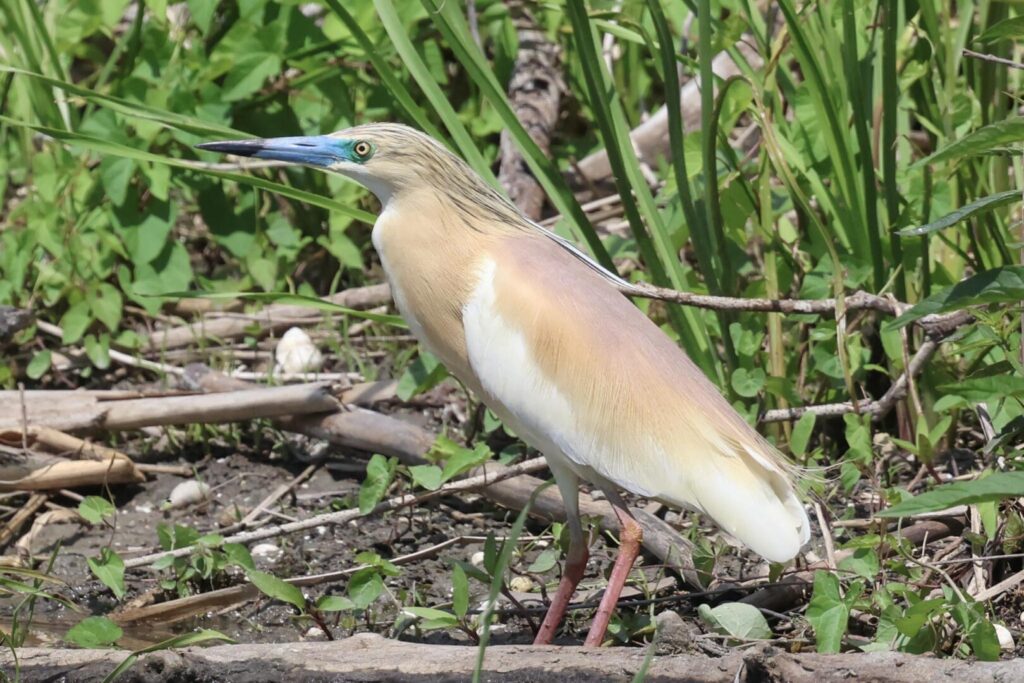 Squacco Heron