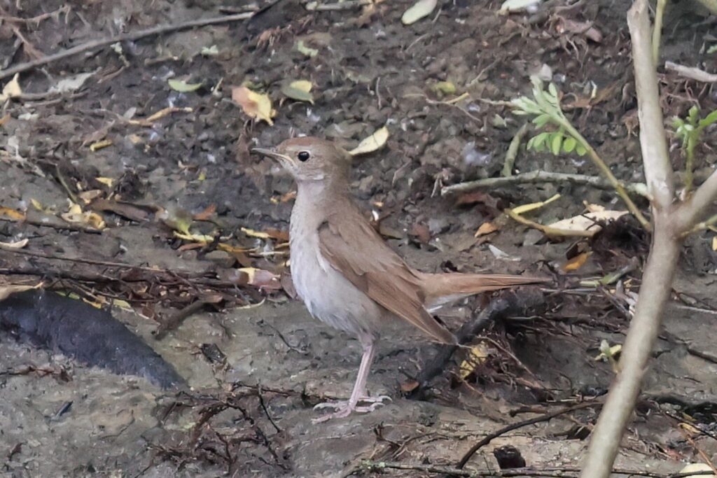 Thrush Nightingale