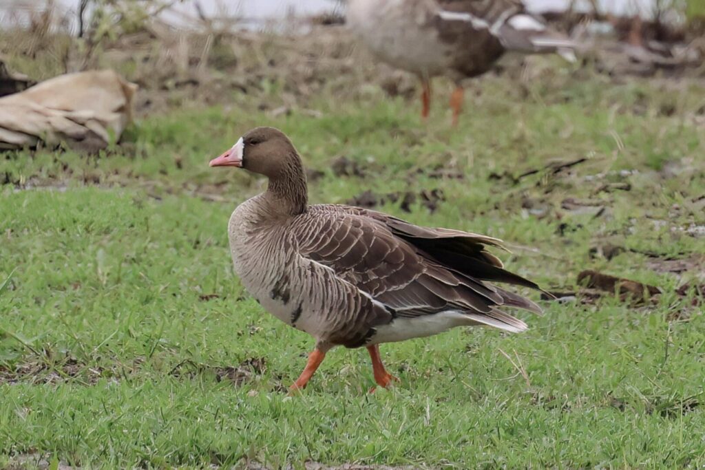 White-fronted Goose