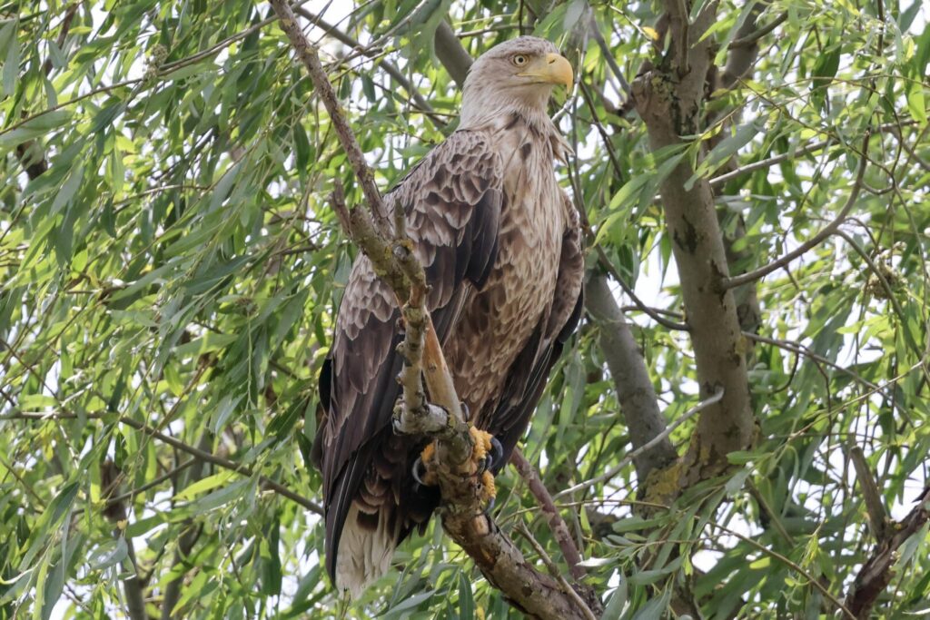White-tailed Eagle