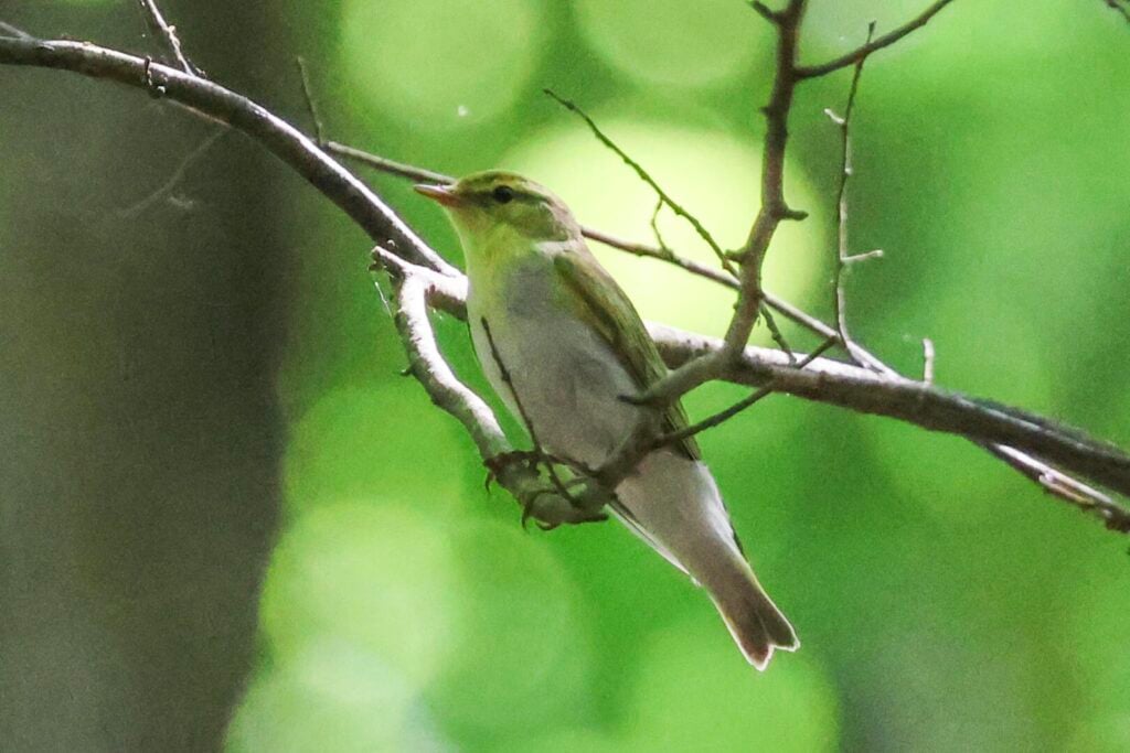 Wood Warbler