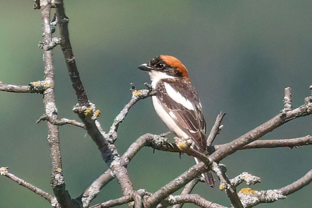 Woodchat Shrike