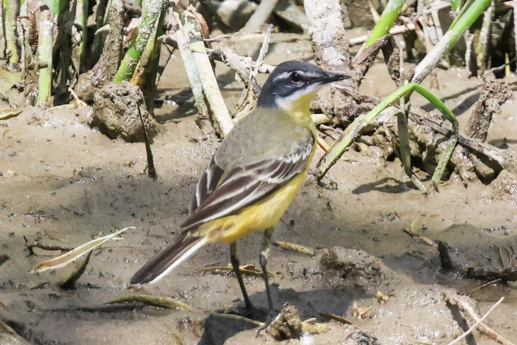 Yellow Wagtail