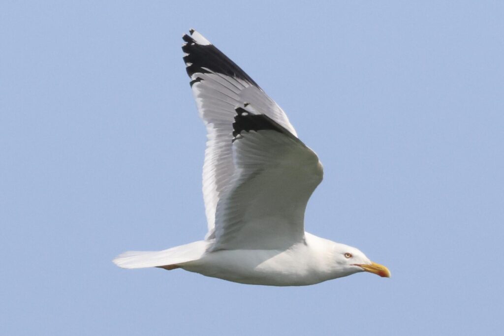 Yellow-legged Gull