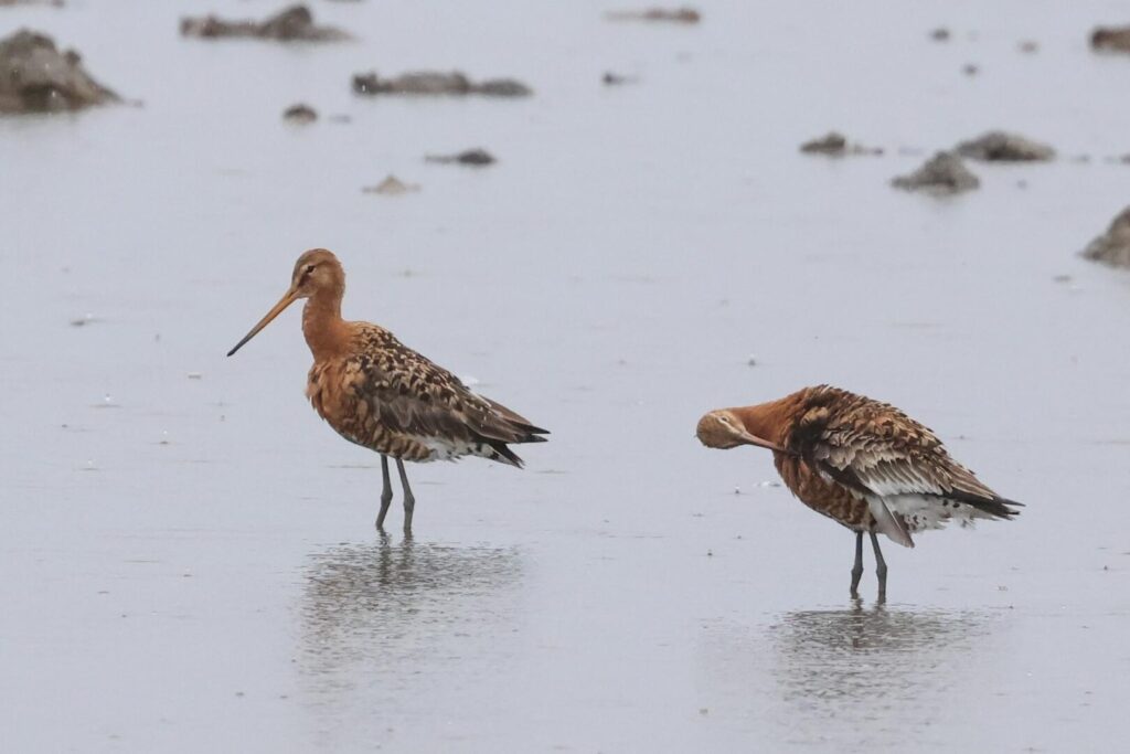 Black-tailed Godwits