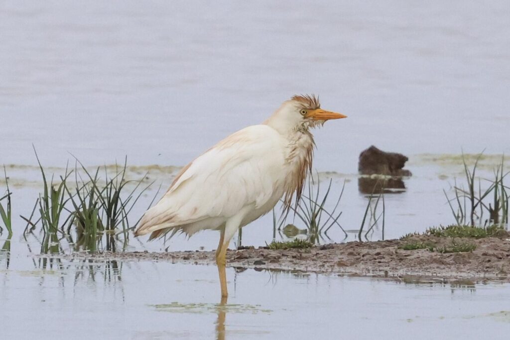 Cattle Egret
