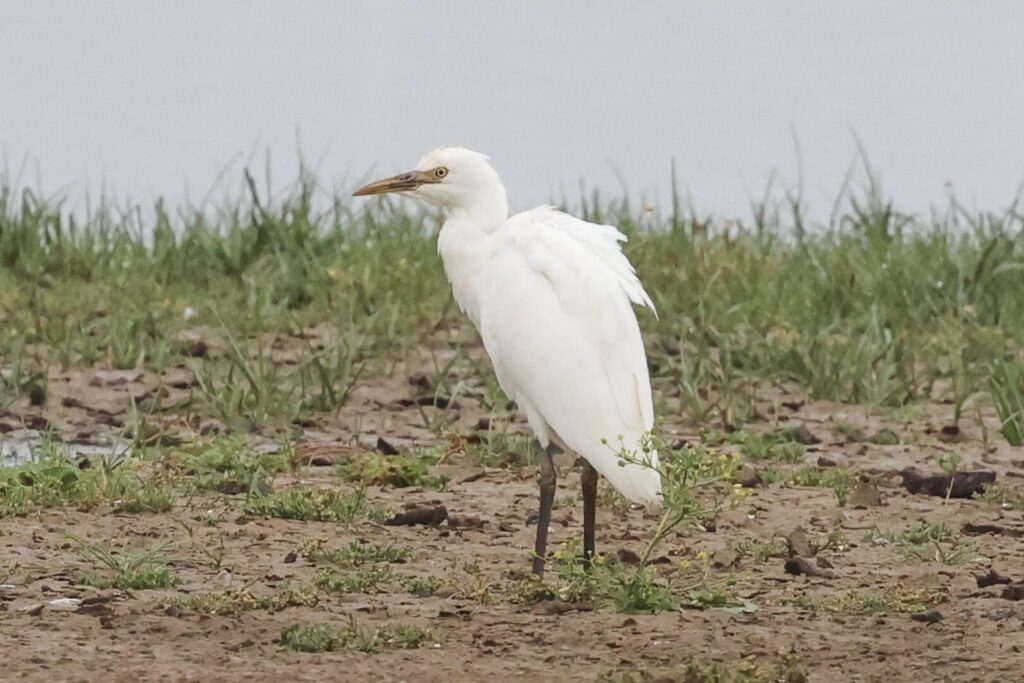 Cattle Egret
