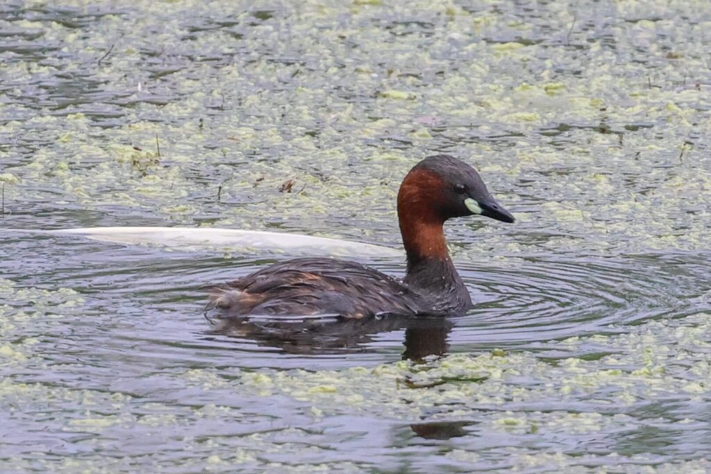 Little Grebe
