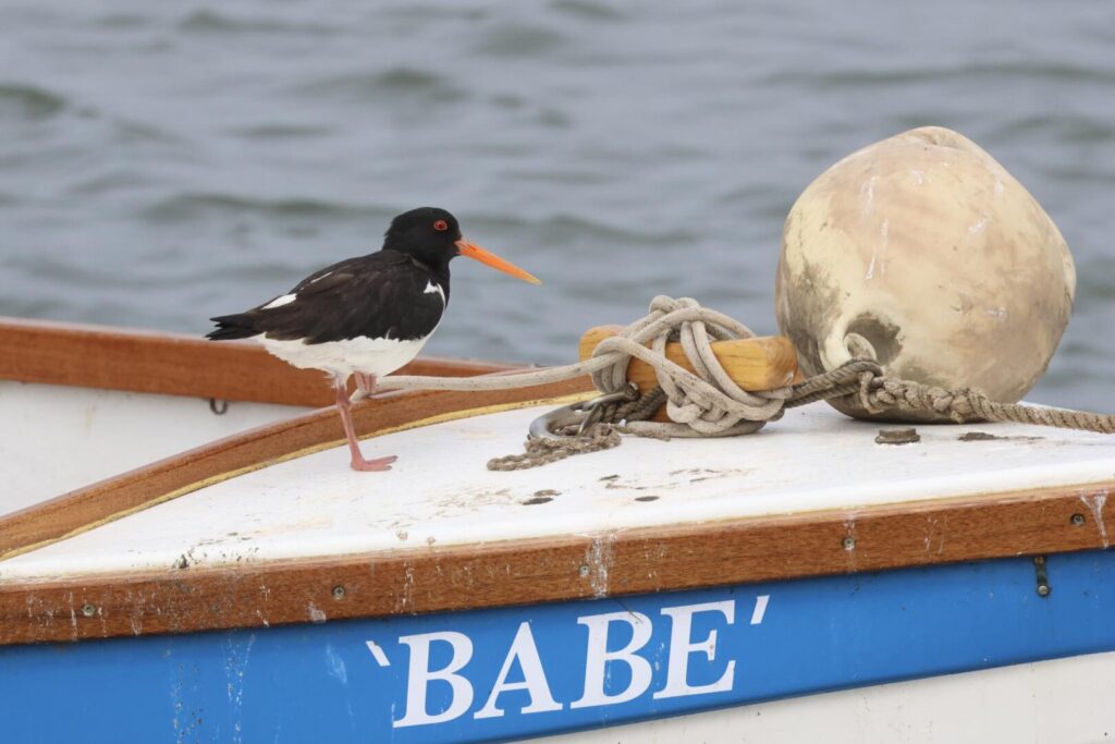 Oystercatcher