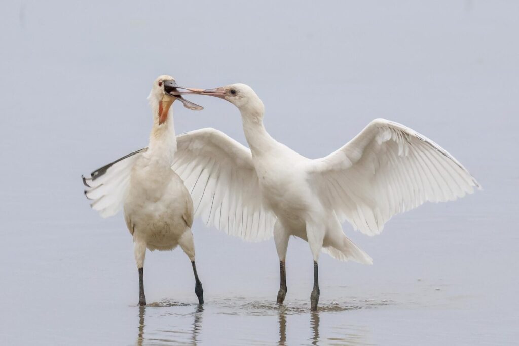Spoonbills