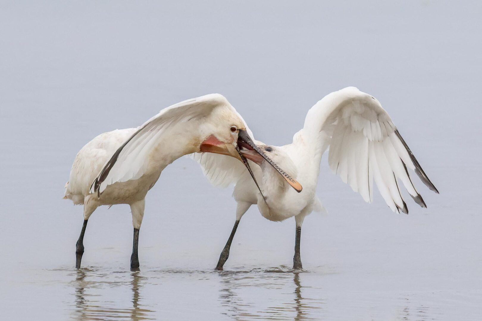 Spoonbills