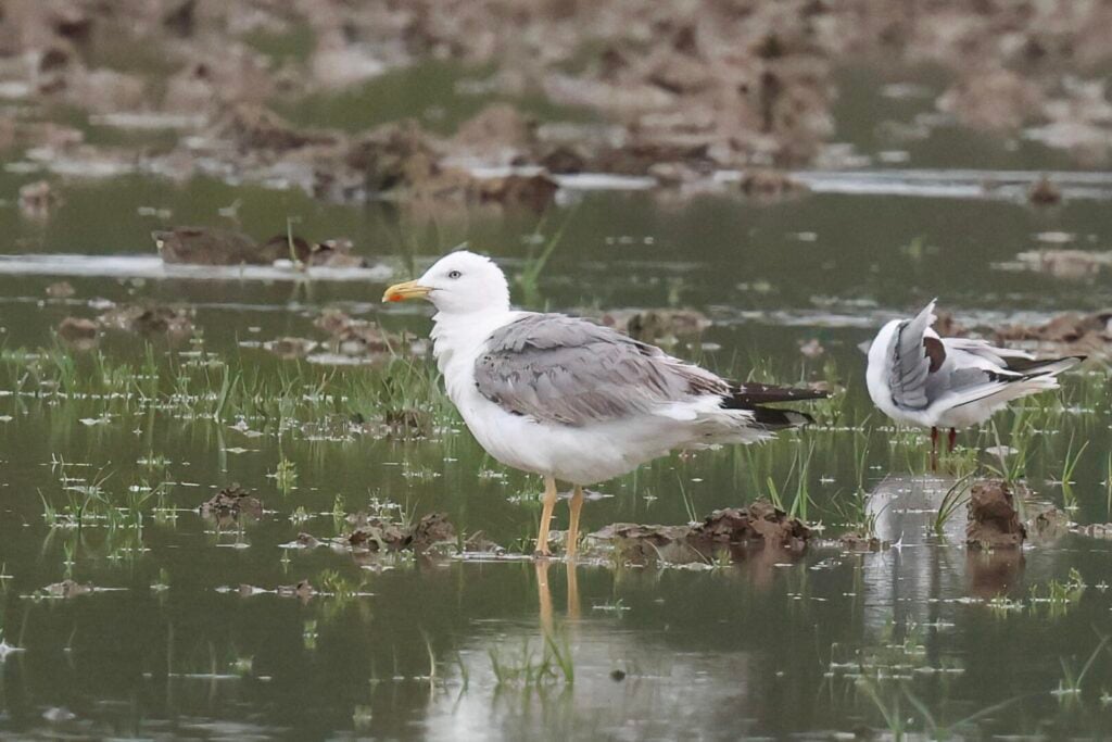 Yellow-legged Gull