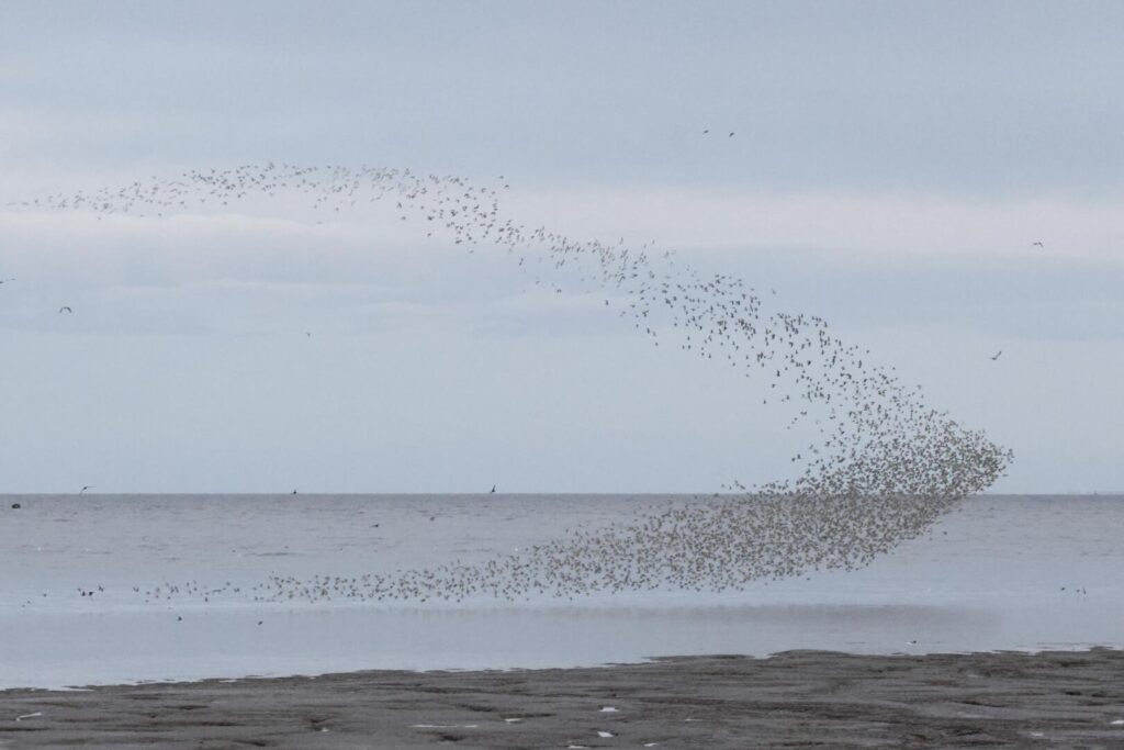 Bar-tailed Godwits