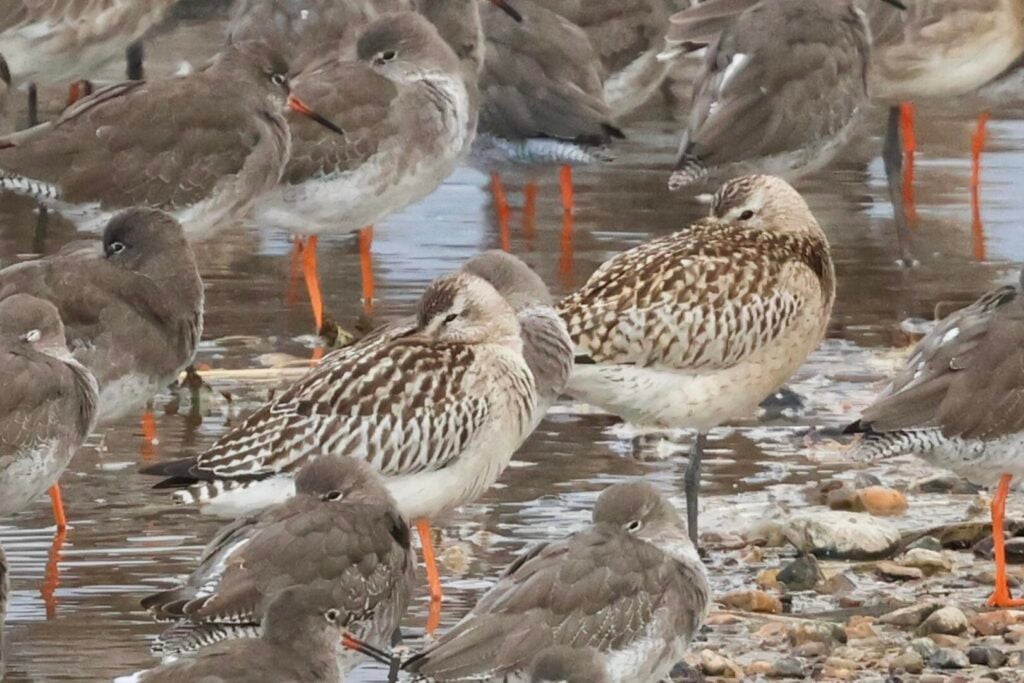 Bar-tailed Godwits