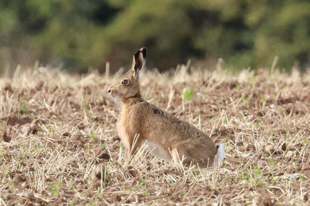 Brown Hare