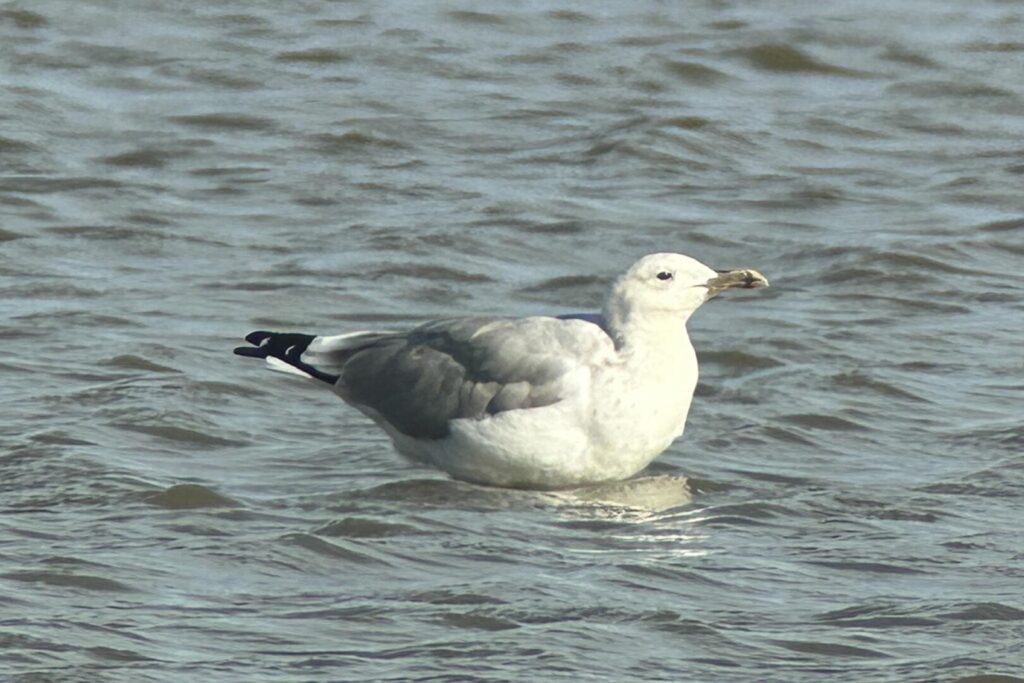 Caspian Gull