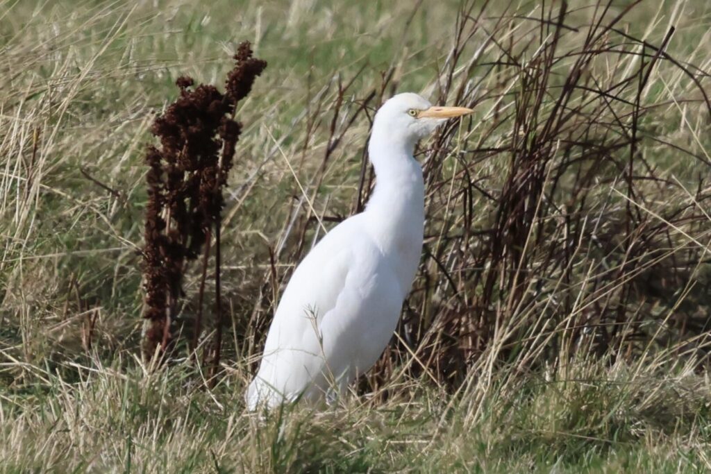 Cattle Egret