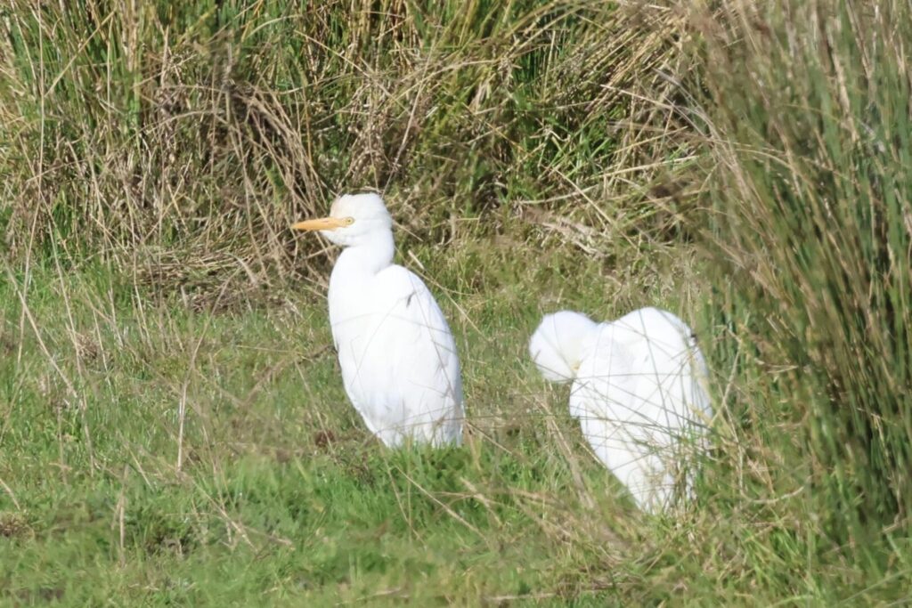 Cattle Egrets
