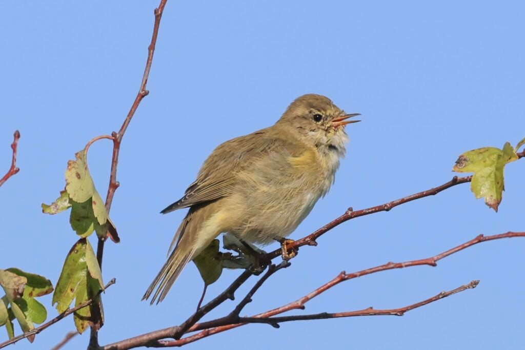 Chiffchaff