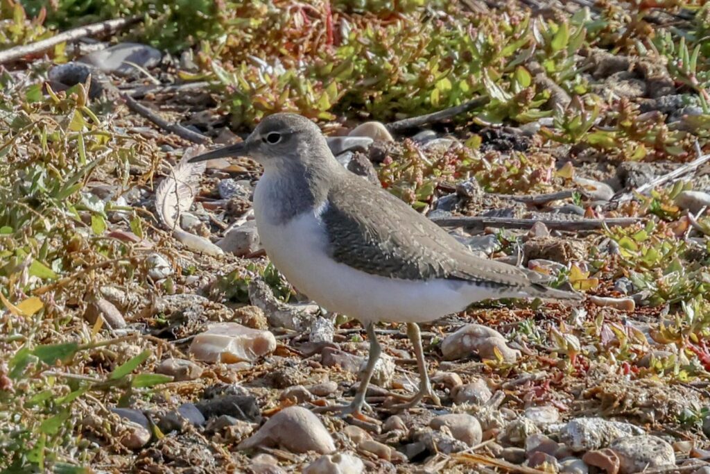 Common Sandpiper
