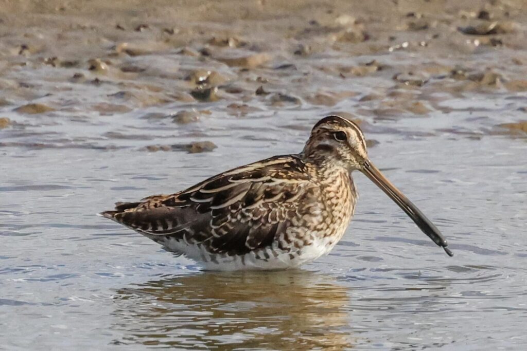 Common Snipe