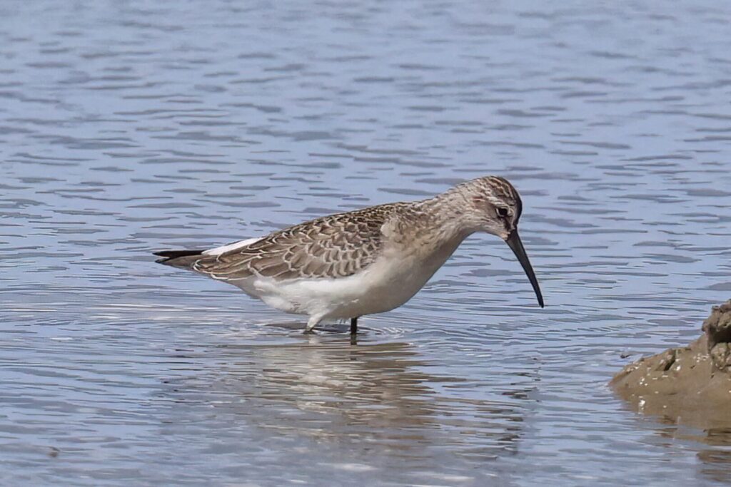 Curlew Sandpiper