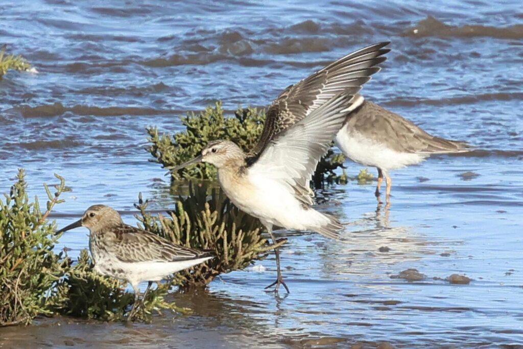Curlew Sandpiper