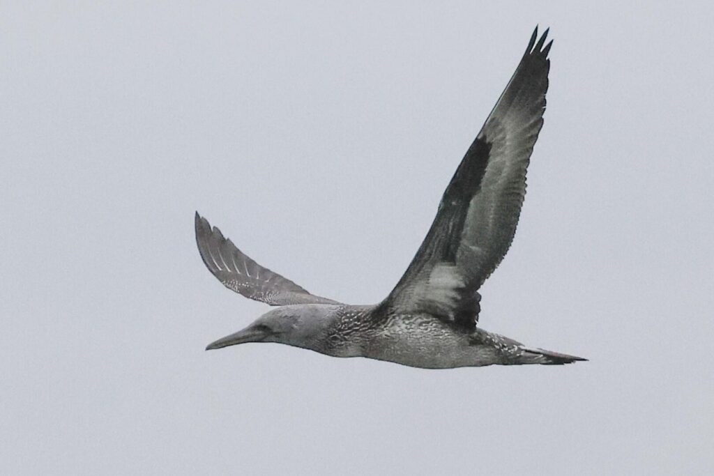 Gannet